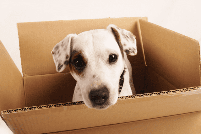 Read more about the article How To Move Out If You Have Pets