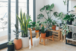Read more about the article 5 Plants To Grow At Your Apartment