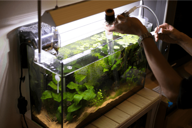Clean Your Airbnb Fish Tank