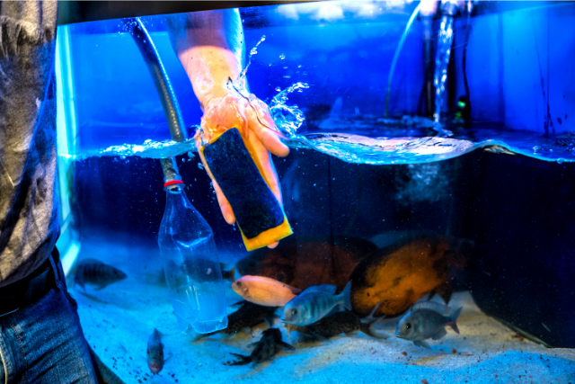 Read more about the article How To Clean Your Airbnb Fish Tank