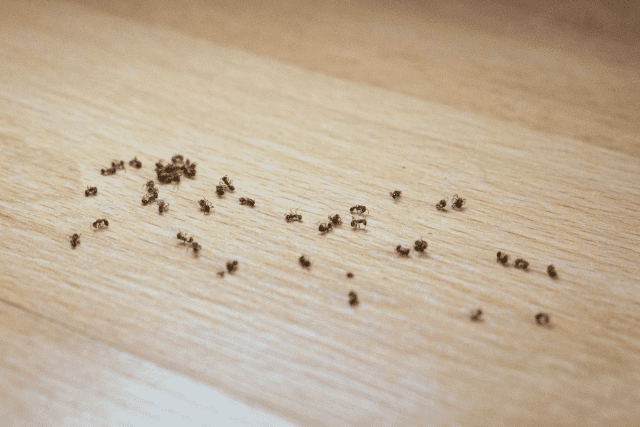 You are currently viewing How To Get Rid Of Ants Before Moving Out