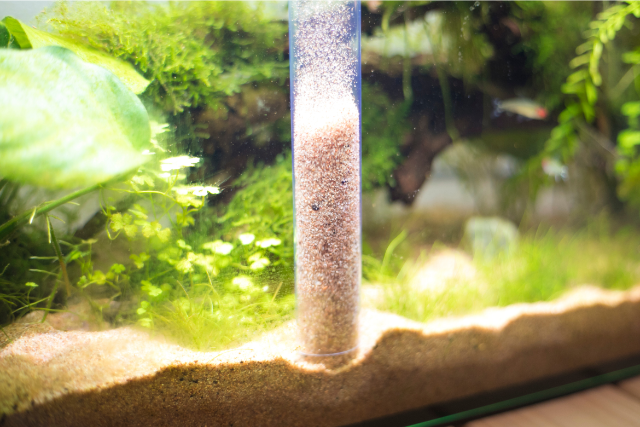 how-to-keep-clean-your-airbnb-fish-tank
